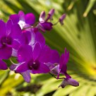 Kauai Color!
